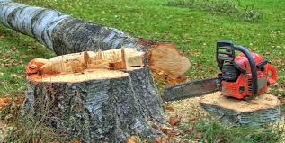 Best Hazardous Tree Removal  in Plymouth, PA