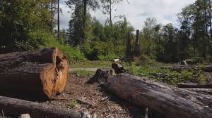 Best Tree Maintenance Programs  in Plymouth, PA