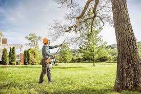 Best Tree Health Inspection  in Plymouth, PA