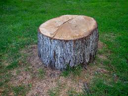 Best Tree Mulching  in Plymouth, PA