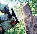 Best Leaf Removal  in Plymouth, PA