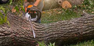 Best Storm Damage Tree Cleanup  in Plymouth, PA