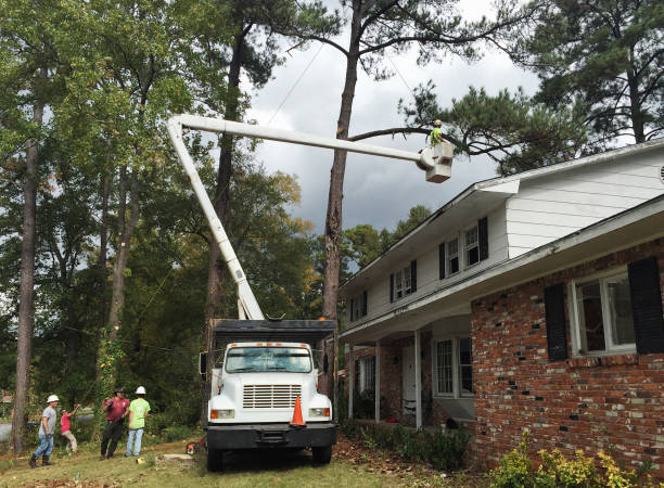 Best Arborist Consultation Services  in Plymouth, PA