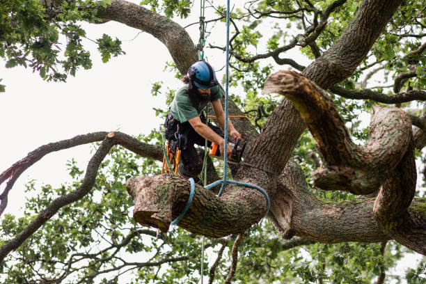 Best Tree Removal  in Plymouth, PA