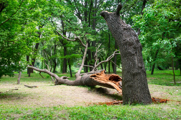 Best Tree Trimming and Pruning  in Plymouth, PA