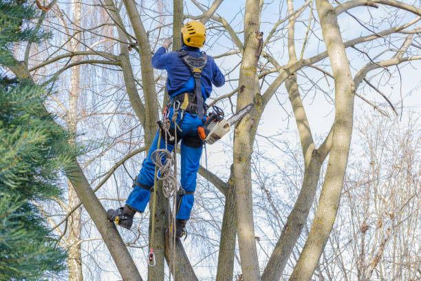 Best Tree Cabling and Bracing  in Plymouth, PA