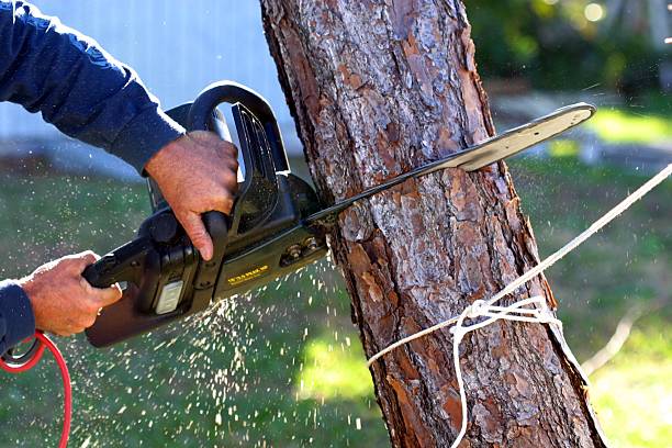Best Weed Control  in Plymouth, PA