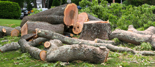 Best Fruit Tree Pruning  in Plymouth, PA