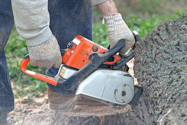 How Our Tree Care Process Works  in  Plymouth, PA
