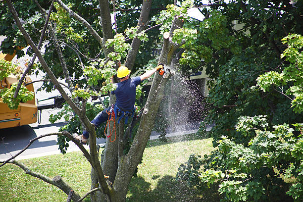 Best Aeration Services  in Plymouth, PA