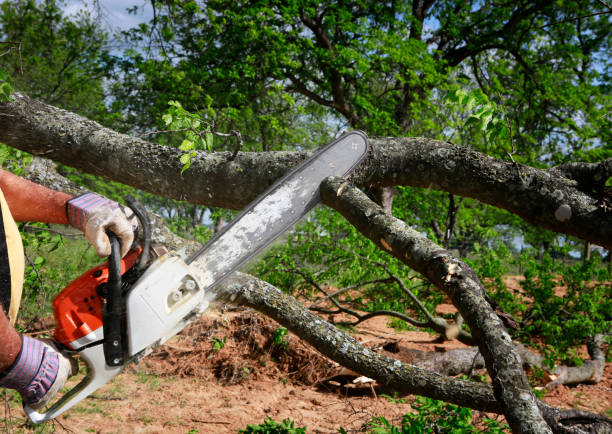  Plymouth, PA Tree Care Pros