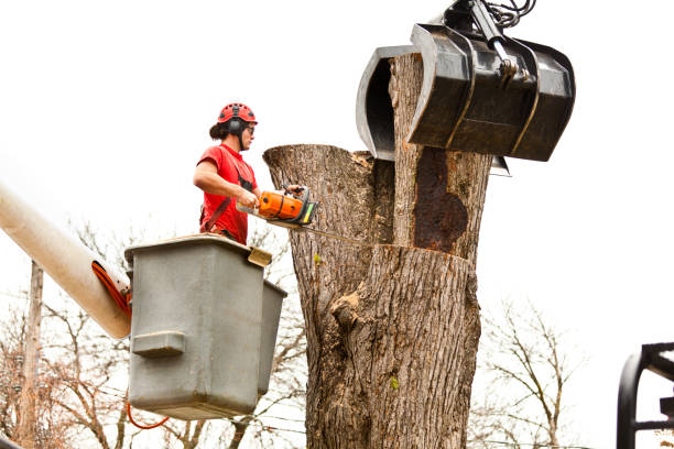 Best Commercial Tree Services  in Plymouth, PA