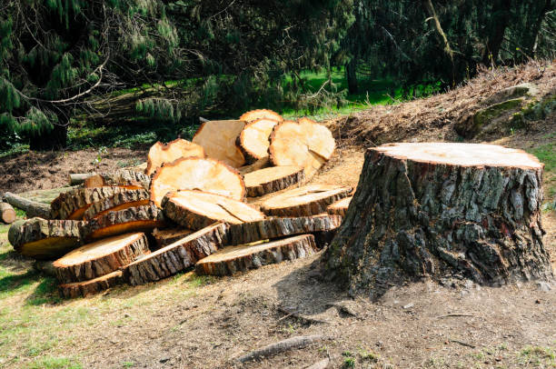 Reliable Plymouth, PA Tree Care Solutions
